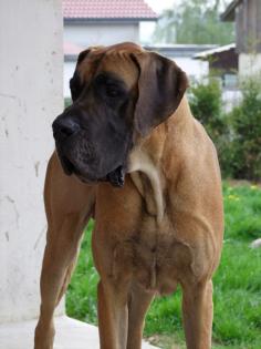 Deutscher Doggenrüde kastriert in Gelb