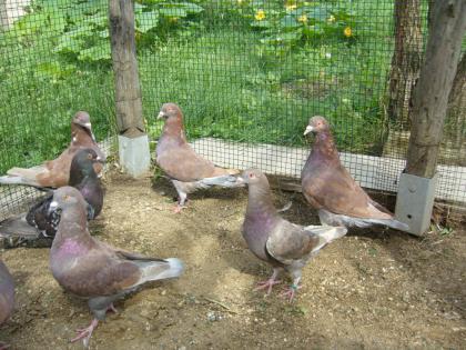 Hubbeltauben zu verkaufen