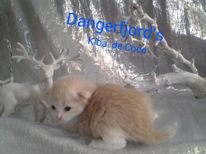 Norwegische Waldkatzen Babys mit viel Fell,Lixpinsel,in tollen Farben !