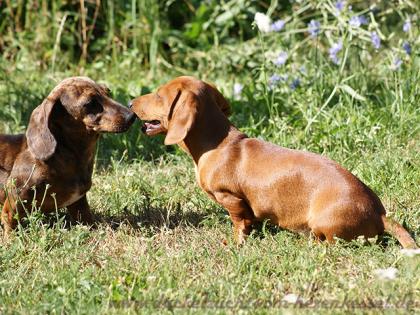 Dackelwelpen rot und rot getigert