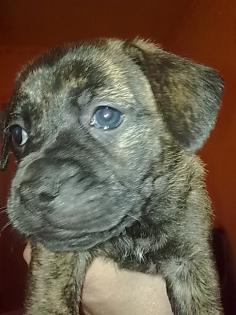 Rüde ' Hündin ' Mischlings Hunde Welpen abzugeben..