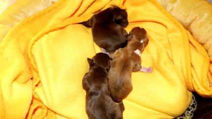 Hochtypvoller Chihuahua DECKRÜDE !!!KEIN VERKAUF!!! 1,6 kg 