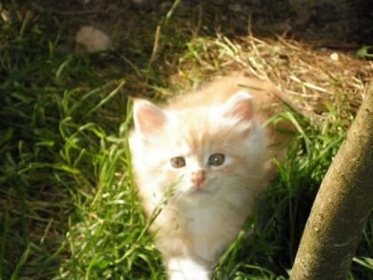 Maine Coon Kätzchen