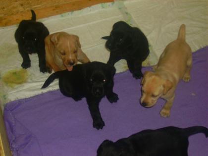 7- Köpfige Rasselbande