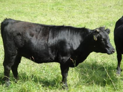 Dexter-Zwergrinder-Färsen und Absetzer zu verkaufen