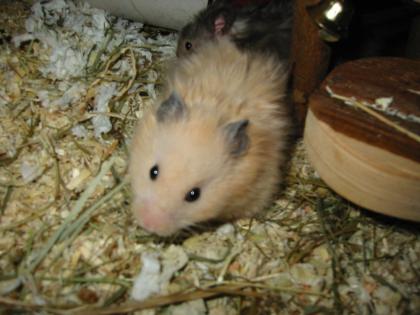 Junge Hamster