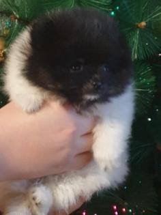 MINI Pomeranian SpitzBoo Welpe