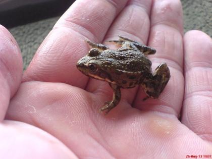 Kos Seefrosch ( Pelophylax ridibundus ssp. )