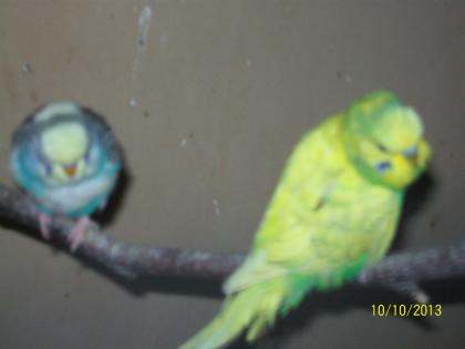 Verkaufe junge  Wellensittiche verschiedene Farben und neues Vogelzubehör