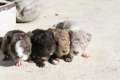 Meerschweinchen