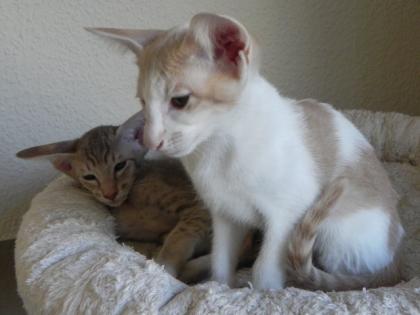 Wunderschöne Orientalenkitten mit Papiere suchen ab sofort ein neues zu Hause!