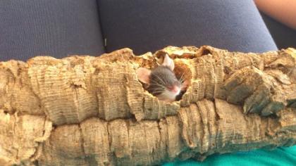 Farbmäuse   die bunte Verwandte unserer  Hausmaus ( Mus musculus )