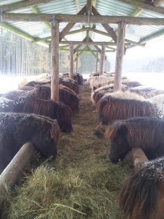 Alles für die Pferde! - Pferdepension und Jungpferdeaufzucht Gut und Günstig