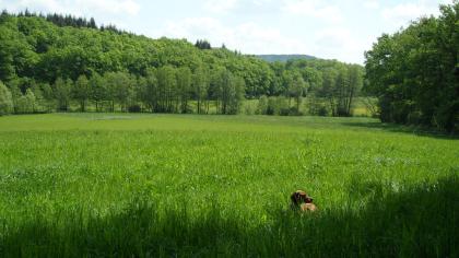 2 Plätze frei für Pferde in  Robusthaltung 