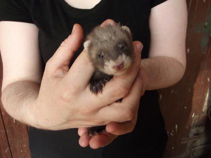 Habe ab dem 7.7.13 süße Frettchenwelpen abzugeben. 