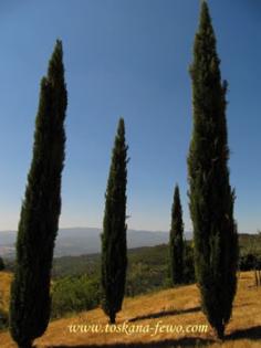 Toskana - Ferienhaus mit Pool in Alleinlage