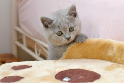 BKH Katzenbabys mit Stammbaum