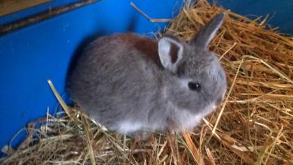 Kleine süße Zwergkaninchen bald abzugeben ( Kaninchen)