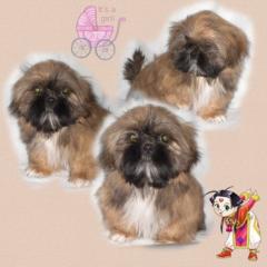 Shih Tzu Welpen