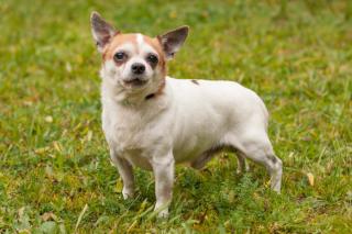 OPI RONNY - Chihuahua - 13, 5 Jahre - Tierhilfe-Franken e.V.