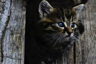 Dein Katzensitter vorOrt - Katzenbetreuung - Katzensitting - Tierbetreuung - Kat