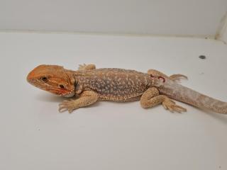 Seltene rote Bartagamen Pogona Vitticeps zu kaufen