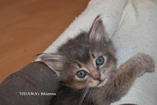 Somali- & Abessinier Kitten in ruddy/ wildfarben, sorrel/ cinnamon, blau & fawn