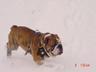 English bulldog -arat von adam