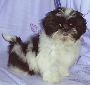 Bezaub.Shih Tzu Welpen