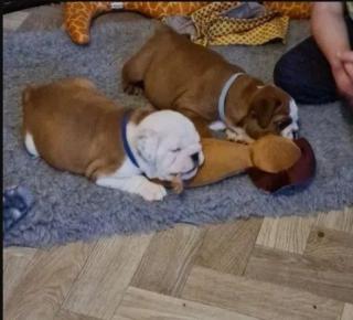  Englische Bulldogge welpen suchen ein neues zuhause.