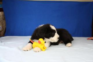 Bearded Collie Welpen von Nonchalance