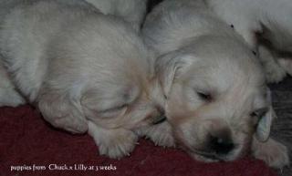 GOLDEN RETRIEVER WELPEN