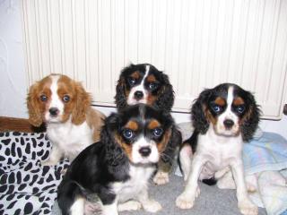 Cavalier King Charles Spaniel