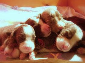 Bearded Collie Welpen (Ungarn)