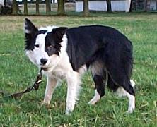 Border Collie Hündin