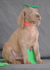 Reinrassige kurzhaar Weimaraner Welpen Papiere.