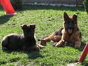 Schäferhundwelpen
