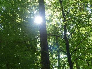 Waldbaden - Auszeit vom Alltag