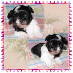 Shih Tzu Engelchen