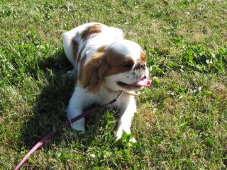 King Charles Spaniel Rüde