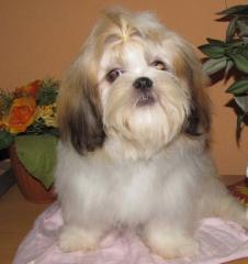 Shih Tzu Hündin