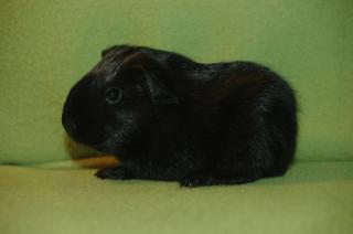 Babyböckchen in schwarz
