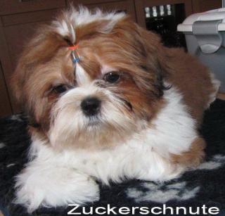 Shih Tzu Zwerge