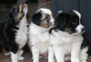 MINI Australian Shepherd