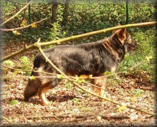 Altdeutsche schäferhunde wurfankündigung