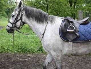 Pferd für ein schönes Zuhause