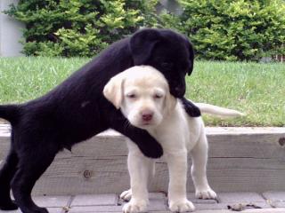 Bildschöne Labrador welpen in Blond und Schoko