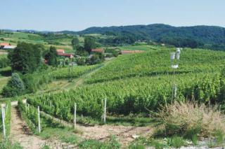 Weingut Kroatien