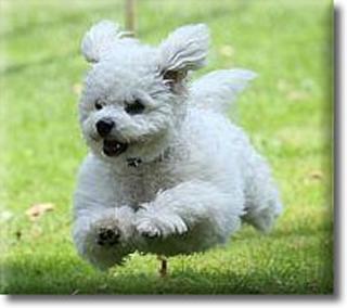 Allergiefreie Bichon frise Welpen