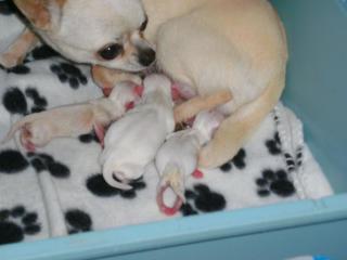 2 Jungen 1 Mädchen chihuahua welpen